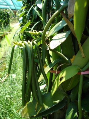 VANILLA PLANIFOLIA .jpg